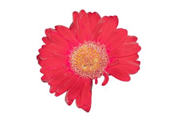 Parlak kırmızı Gerbera çiçeği. Taç yaprakları tamamen kopmamış. Kuklada belirgin. İzole edilmiş beyaz arka plan ve doku için. kırpma yolu ile.