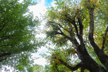 Büyük ağaç dalları ve yeşil yaprakların soyut doğa arkaplanı. Mavi gökyüzü ve beyaz bulutların altında.
