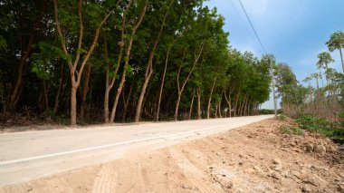 Yemyeşil bir kauçuk ormanının içinden uzanan düz asfalt beton yol. Uzun ince ağaçlar her iki tarafta da var. Yolun her iki tarafındaki zemin kumlu ve dengesiz. Mavi gökyüzünün altında.