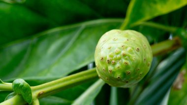 Noni meyvesi, çüküne göre karakterize edilir. Soluk yeşil, sarımsı yüzeye. Yeşil yaprakların ve ince bir dalın arasına yerleşmiş, yemyeşil bir ortamda doğal organik dokusunu ve büyümesini vurguluyor..