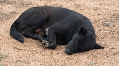 Tayland köpeği kumlu ya da çakıllı bir yüzeyde uyuyor. Köpeğin koyu kürkü açık renkli zemin ile çelişiyor ve huzur içinde dinleniyor gibi görünüyor..