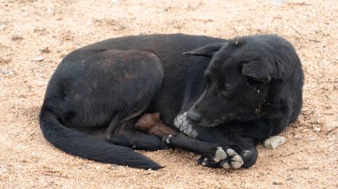 Tayland köpeği kumlu ya da çakıllı bir yüzeyde uyuyor. Köpeğin koyu kürkü açık renkli zemin ile çelişiyor ve huzur içinde dinleniyor gibi görünüyor..