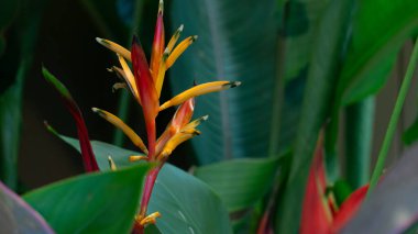 Canlı Heliconia psittacorum çiçekleri. Kırmızı turuncu ve sarı tonlarında dik renkli frenleri var. yemyeşil yapraklar bulanık bir arkaplan sağlar.