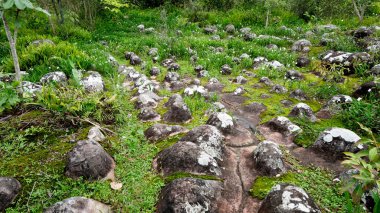Yosunlar eğrelti otları ve beyaz çiçekler engebeli taş zeminleri kaplar. Ormanın çevresi zengin ve yeşildir. Phu Hin Rong Kla 'da Bhetchabun Tayland vatandaşı.