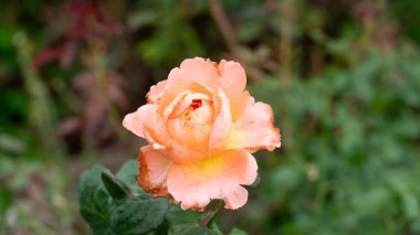 Yumuşak turuncu ve pembe gül. Bahçede tek bir çiçek. Bahçede ağaçlardan ve yeşil yapraklardan oluşan bir arka plan..