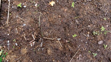 Nemli toprak manzarasının üstünde. Kuru ot dalları ve etrafa saçılmış ağaç fidanları var. Doğa arkaplanı.