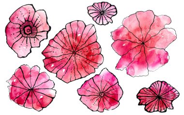 Suluboya bulanık pembe çiçekler. Siyah taslak mürekkeple çizilmiş. Beyaz arkaplanda izole çiçekler