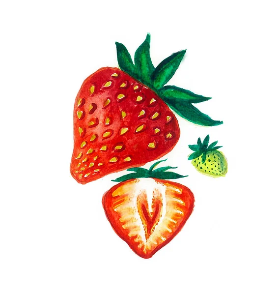 Aquarell Zeichnung Von Erdbeeren Auf Weißem Hintergrund Eine Zeichnung Einer — Stockfoto