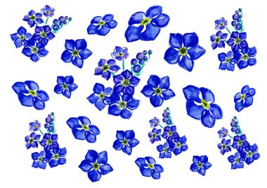 Mavi çiçeklerin deseni - beyaz arka planda farklı boyutlarda ve şekillerde beni unutma deseni. Suluboya resim.