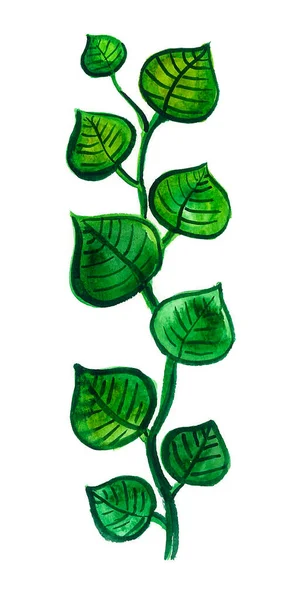 垂直茎上的绿色圆形叶子 水彩画白人背景 — 图库照片