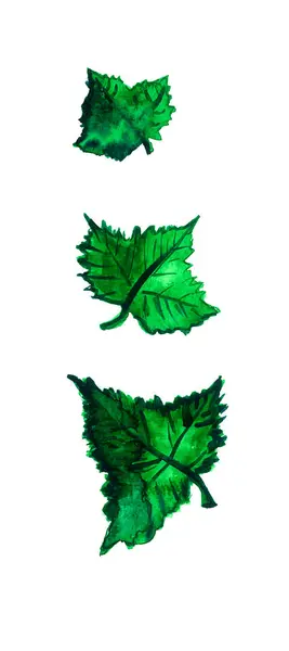 Três Folhas Verdes Fundo Branco Menor Para Maior Aquarela — Fotografia de Stock