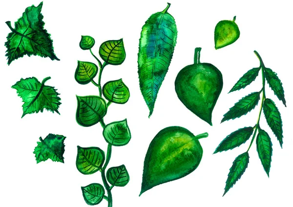 Padrão Folhas São Diferentes Forma Sombra Cores Verdes Desfoque Aquarela — Fotografia de Stock