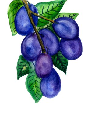 Yeşil yapraklı bir dalda mavi erik resmi. Suluboya bulanıklığı. Beyaz arkaplan.