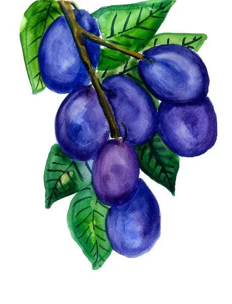 Yeşil yapraklı bir dalda mavi erik resmi. Suluboya bulanıklığı. Beyaz arkaplan.