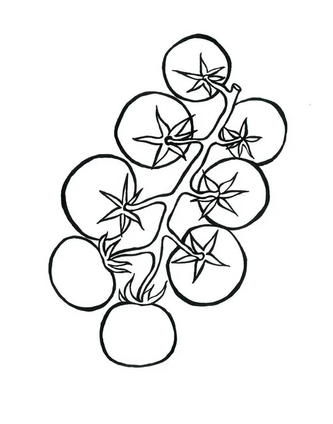 Rajčata Větvi Listy Kresba Čáry Černým Obrysem Izolované Bílém Pozadí — Stock fotografie