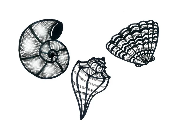 Állítsa Három Különböző Rajzok Kagyló Fekete Körvonalú Fehér Alapon Doodle — Stock Fotó