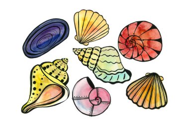 Beyaz arka planda izole edilmiş farklı deniz kabukları ve deniz kabukları. Farklı renkler ve gölgeler. Suluboya bulanıklığı. Ayrıntılar siyah bir hatla çizilir.