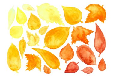 Beyaz arka planda farklı sonbahar yaprakları. Suluboya bulanıklığı. Nazik renkler. Sarı renkten turuncuya, kırmızıdan kahverengiye, soldan sağa. Şekil ve boyut olarak farklı.