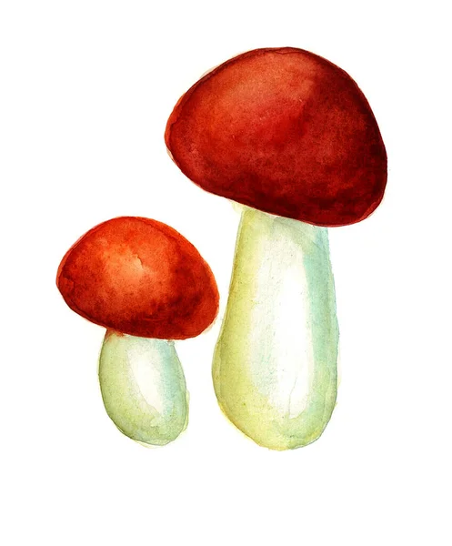 Due Funghi Isolati Fondo Bianco Sinistra Trova Fungo Più Piccolo — Foto Stock