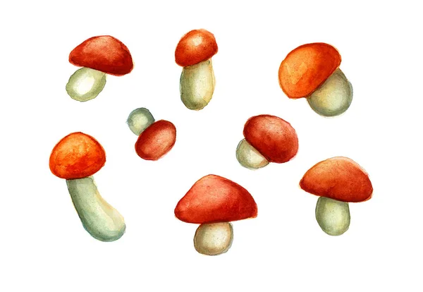 Conjunto Cogumelos Tamanhos Diferentes Isolados Fundo Branco Boné Vermelho Marrom — Fotografia de Stock