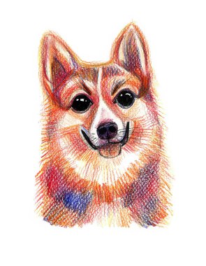 Renkli kalemli bir köpek portresi. Beyaz arka planda izole edilmiş. Köpeğin ağzı açık ve dili görünür durumda. Parlak renkler. Turuncu, kırmızı, mavi ve siyah. Renkli kalemlerin dokusu ve vuruşları.