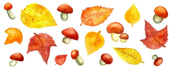 Zestaw Różnych Jesiennych Liści Grzybów Białym Tle Liście Różnych Drzew — Zdjęcie stockowe