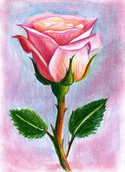 Pink rose on shoot with thorns and green leaves. Side view. Isolated on background of different shades of blue, purple, pink. Blur at the edges of background. Realistic drawing with colored pencils.