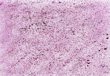 Soyut arkaplan. Doku. Mor noktalar ve beyaz arka planda kaotik sıçramalar. Noktalar çok küçük ve yoğun bir şekilde düzenlenmiş, mor bir renk oluşturuyor..