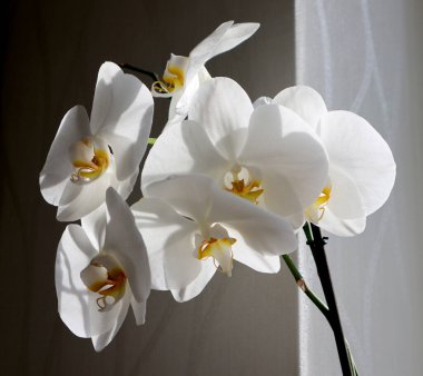 Beyaz orkide çiçekleri fotoğrafı. Ortadaki sarı. Grinin farklı tonlarında bir arka plan. Odanın içinde. Çiçekler üzerindeki güneş ışığı. Çiçekler farklı yönlere döndü..