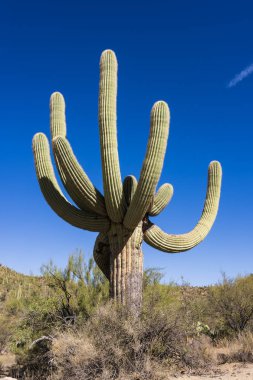 Tucson AZ yakınlarındaki Sonoran Çölü 'nde Saguaro Kaktüsü.