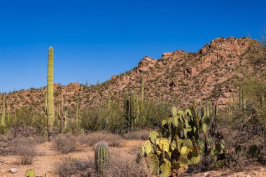 Tucson AZ yakınlarındaki Sonoran Çölü 'nde Saguaro Kaktüsü.