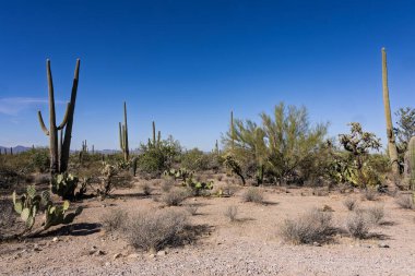 Tucson AZ yakınlarındaki Sonoran Çölü 'nde Saguaro Kaktüsü.