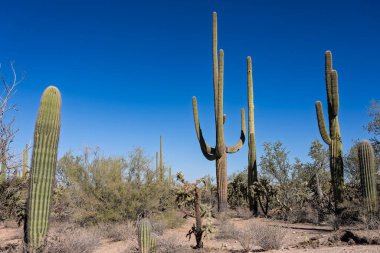 Tucson AZ yakınlarındaki Sonoran Çölü 'nde Saguaro Kaktüsü.