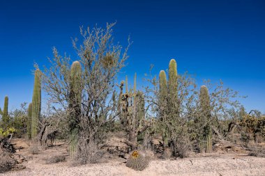 Tucson AZ yakınlarındaki Sonoran Çölü 'nde Saguaro Kaktüsü.