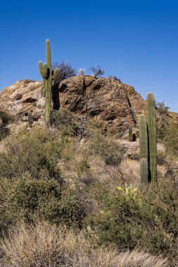 The majestic Saguaro cactus growing in the Sonoran Desert of Southern Arizona clipart