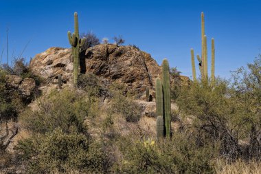 Güney Arizona 'nın Sonora Çölü' nde yetişen görkemli Saguaro kaktüsü.