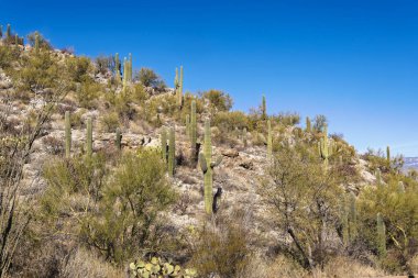 Güney Arizona 'nın Sonora Çölü' nde yetişen görkemli Saguaro kaktüsü.