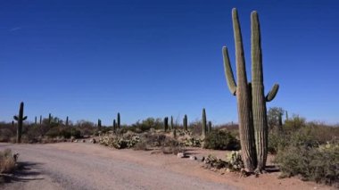 Güney Arizona 'daki Sonoran Çölü' nün panoramik manzarasına birkaç Saguaro Kaktüsü de dahil.