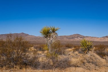 Güney Kaliforniya 'daki Mojave Çölü' nün görkemli manzarası.
