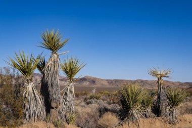 Güney Kaliforniya 'daki Mojave Çölü' nün görkemli manzarası.