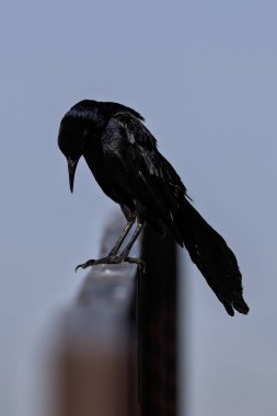 Büyük Erkek kuyruklu Grackle, Phoenix Hava Limanı yakınlarındaki bir çit direğinin tepesine tünedi.