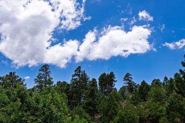 Engebeli Catalina Dağları, Sonoran Çölü sakinleri için deniz seviyesinden 3500 metre yükseklikteki sıcaktan kaçmak için bir yaz vahasıdır.