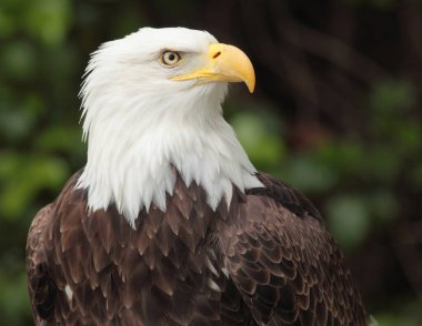 Foto van een mooi en wilde bald eagle