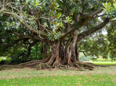 Albert Park 'taki Moreton Bay olgun incir ağacı. Auckland, Yeni Zelanda