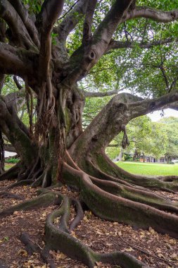 Moreton Körfezi olgun incir ağacı kökleri Albert Park 'a yakın. Auckland, Yeni Zelanda