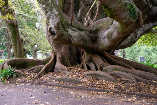 モートン湾の成熟したイチジクの木の根はアルバート公園で閉じます ニュージーランドのオークランド — ストック写真
