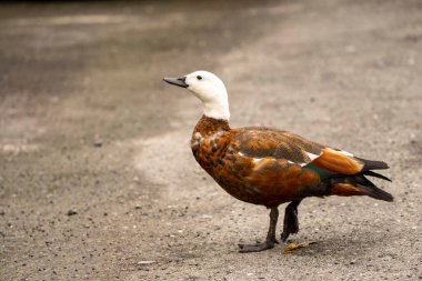 Paradise Shelduck 'in yetişkin bir dişisinin yakın plan görüntüsü. Beyaz kafalı ve kahverengi vücutlu. Yerde yiyecek arıyor..