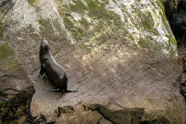 A harbor seal climbs a rocky cliff in Milford Sound, NZ, showcasing its agility. The scene highlights the fjord\'s beauty and promotes marine conservation.