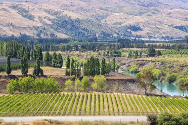 Önde yeşil üzüm bağlarından oluşan bir tarla, sakin bir nehre ve sisli bir dağ sırasına bakıyor. Sahne dingin ve gür, canlı yeşil ağaçlar ve çimlerle dolu..