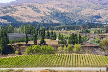 Cromwell 'in resimli üzüm bağları ve çarpıcı manzarası canlanıyor. Ağaçların yemyeşil sıraları kristal gibi berrak bir nehir oluştururken görkemli bir dağ sırası derinlik katıyor...